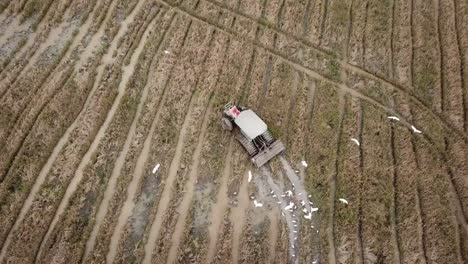 Aerial-view-the-tractor-working-on-the-large-paddy-field